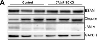 Endothelial junction protein expression in Cldn5 iECKO mice.(A) Representative western blots of ESAM, Cingulin, and JAM-A expression in control and Cldn5 iECKO mouse lung lysates. (B) Scatter graphs showing the correlation between Claudin5 expression levels and other EC junction proteins in mouse lung lysates. Both control (red dots) and Cldn5 iECKO (black dots) mice are represented. Line of best fit following linear regression analysis is shown. Image collected and cropped by CiteAb from the following open publication (//pubmed.ncbi.nlm.nih.gov/35861713), licensed under a CC-BY license. Not internally tested by R&D Systems.