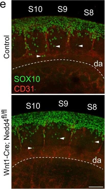 Filamentous actin is increased in Nedd4 knockdown&Nedd4−/− NCCs. e Representative images of migrating trunk NCCs within somites (S) 8–10 in control&Wnt1-Cre; Nedd4fl/fl E9.5 embryos. Whole embryos with 20–23 somites stained with anti-SOX10 (green)&anti-CD31 antibodies (red) to recognise NCCs&blood vessels. Dashed line marks the ventral limit of the dorsal aorta (DA) which was used to normalise migration distance of pioneering NCCs (arrowhead). Scale bar = 100 μm.  Image collected & cropped by CiteAb from the following open publication (//pubmed.ncbi.nlm.nih.gov/35440627), licensed under a CC-BY license. Not internally tested by R&D Systems.