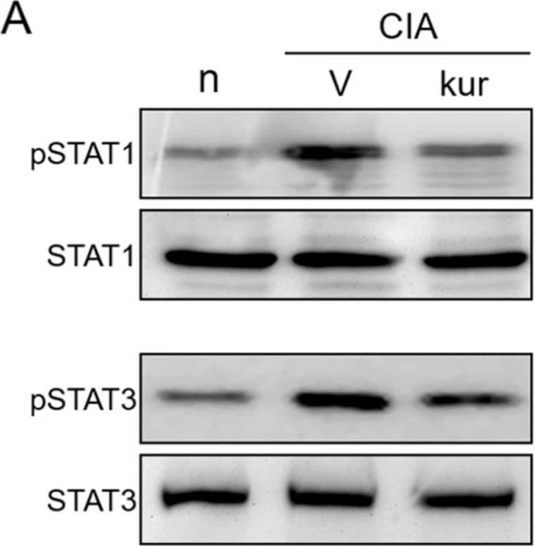 Effects of kurarinone on the phosphorylation of p-STAT1 and p-STAT3 in lymph nodes. Single cell suspensions were collected from ILNs on day 42, the protein expression levels of p-STAT1, STAT1, p-STAT3, and STAT3 were measured using Western blots. (A) Representative images of Western blot and (B) Densitometric analysis for protein expressions was performed using ImageJ software. Data are presented as mean ± SEM of 6 mice from one of three experiments. (*) p < 0.05, (**) p < 0.01, (***) p < 0.001 versus vehicle-treated CIA mice group (One Way ANOVA followed by Tukey’s multiple comparison test). Image collected and cropped by CiteAb from the following open publication (//pubmed.ncbi.nlm.nih.gov/33924467), licensed under a CC-BY license. Not internally tested by R&D Systems.