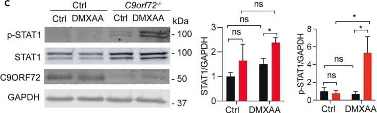 Western Blot STAT1 [p Tyr701] Antibody [Unconjugated]