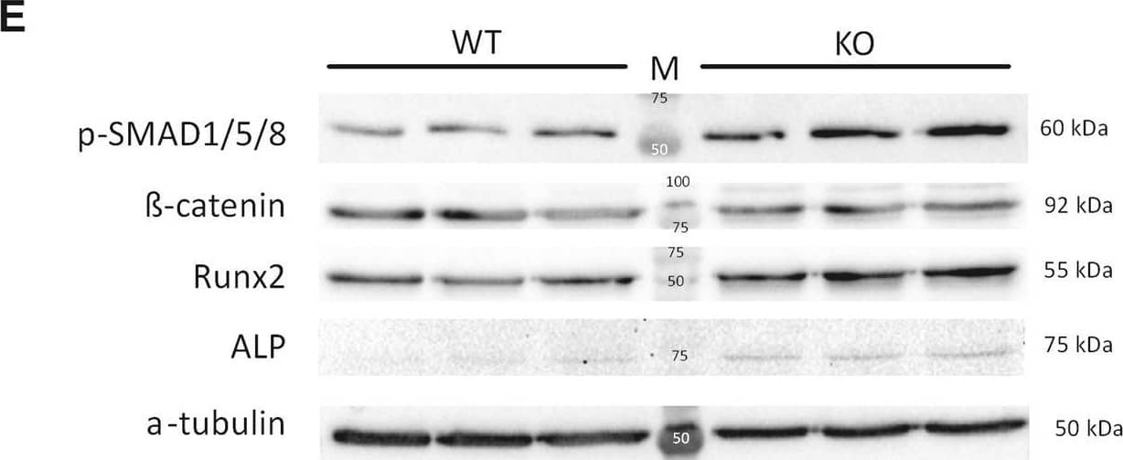 Ucma/GRP−/− mVSMCs show increased expression of osteo/chondrogenic markers. Cells were treated with control (CM) or osteogenic medium (OM, with 2.6 mM phosphate) for 12 days. Panels (A–D) qPCR analysis of osteo/chondrogenic gene expression, n = 4–7. Statistical significance was assessed using t-test (Osteocalcin) or ANOVA (E) Western blotting analysis of osteo/chondrogenic markers. Both WT and KO cells were treated with OM. Figure shows full western blots obtained by cutting of a full-sized membrane prior to antibody incubations. Numbers in the middle show molecular weights of the protein standard. Numbers on the right show the expected molecular weights of the proteins. Panels F–I quantification of western blotting results from panel E, n = 3. Statistical significance was assessed using t-test. All graphs show mean + SD. *p between 0.05–0.01, **p between 0.001–0.01. Image collected and cropped by CiteAb from the following open publication (//pubmed.ncbi.nlm.nih.gov/29563538), licensed under a CC-BY license. Not internally tested by R&D Systems.