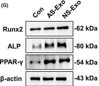 The representative images of Ki‐67 staining (A) and quantified by the positive‐stained percentage through ImageJ software (B). Scale bar, 100 μm. (C‐D) Alizarin Red staining was performed to detect mineralized nodules formed in Con, AS‐Exo and NS‐Exo 14 days after osteogenic induction and quantified with a spectrophotometer after dissolving with cetylpyridinium chloride. (E‐F) Lipid droplet formation was detected by Oil Red O staining 7 days after adipogenic induction with positive area quantified. Scale bar, 100 μm. (G‐H) The protein expression levels of Runx2, ALP and PPAR‐ gamma  in Con, AS‐Exo and NS‐Exo groups were measured through Western blot and quantified by ImageJ software. n = 3 per group. Data are shown as mean ± SD; ns, not significant; *P < .05; **P < .01; ***P < .001. AS‐Exo, adult serum exosomes; Con, control; NS‐Exo, neonatal serum exosomes Image collected and cropped by CiteAb from the following open publication (//pubmed.ncbi.nlm.nih.gov/32608556), licensed under a CC-BY license. Not internally tested by R&D Systems.
