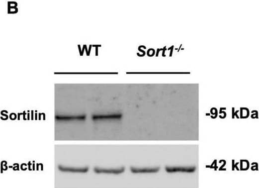 Primary cultured Schwann cells express sortilin. (A) Double-labeled immunofluorescence microscopy of primary cultured Schwann cells show sortilin (green) in wild-type (WT) Schwann cells (red; identified by the Schwann cell marker s100 beta ), but not in cells derived from Sort1–/– rat sciatic nerves. Nuclei are labeled with Hoechst (blue). Scale bar 50 μm. (B) Immunoblot analysis of sortilin in lysates of WT or Sort1–/– primary Schwann cells shows sortilin expression in WT. (C) The viability of Sort1–/– Schwann cells is like WT Schwann cells with (95.89 ± 1.55% vs. 94.30 ± 1.77%, p > 0.99) or without NT-3 stimulation (93.8 ± 1.52% vs. 93.29 ± 1.89%, p > 0.99). Viable cells were identified in Schwann cell cultures 24 h after stimulation with or without NT-3 by calcein (green) fluorescence, while dead cells were identified by ethidium homodimer-1 (red) fluorescence. Scale bar 100 μm. Viability reflects mean% calcein-positive cells ± SEM, n = 4. (D) Schwann cell proliferation (percentage of Ki-67% cells) was not significantly different in cultures of Sort1–/– Schwann cells compared to WT Schwann cell cultures with (4.82 ± 1.54% vs. 1.05 ± 0.25%, p = 0.4381) or without NT-3 stimulation (4.09 ± 1.98% vs. 1.37 ± 0.56%, p > 0.99). The proliferation marker, Ki-67 (green), was identified by immunofluorescence in Schwann cell cultures 48 h after stimulation with or without NT-3. Nuclei are labeled with Hoechst (blue). Scale bar 100 μm. Proliferation rates reflect% Ki-67 positive cells ± S.E.M., n = 3. Statistical significance was analyzed using two-way ANOVA with Bonferroni’s multiple comparisons post hoc test. Image collected and cropped by CiteAb from the following open publication (//pubmed.ncbi.nlm.nih.gov/35634462), licensed under a CC-BY license. Not internally tested by R&D Systems.