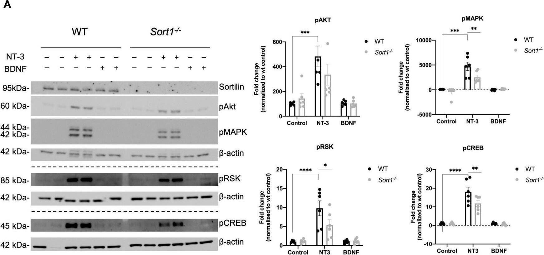 Neurotrophin signaling is decreased in Sort1–/– Schwann cells. (A) pAkt, pMAPK, pRSK, and pCREB were quantified by densitometry of immunoblots from lysates of NT-3 or BDNF stimulated wild-type (WT) or Sort1–/– primary cultures of Schwann cells and normalized against  beta -actin. pMAPK, pRSK, and pCREB levels are significantly lower in Sort1–/– Schwann cells compared to WT Schwann cells. Data represent the mean ± SEM for n = 3. (B) The relative wound healing closure time was similar in Sort1–/– Schwann cells relative to WT Schwann cells with or without 10% FBS (positive control) or NT-3. Furthermore, the relative wound healing closure time indicates that NT-3 does not increase the relative wound healing closure time significantly in WT Schwann cells compared to unstimulated controls; 10% FBS significantly increased the relative wound healing closure time at 27–39 h (*p < 0.05). (C)Sort1–/– Schwann cells showed similar myelin formation relative to WT Schwann cells. Co-cultures of DRG neurons and Schwann cells were fixed 11 days after myelin induction with or without NT-3 stimulation. The myelin segments were identified with an antibody against myelin basic protein (MBP; green) and the neurites were identified with antibodies against neurofilament (red). Hoechst identifies nuclei (blue). Statistical significance was determined by two-way ANOVA with Bonferroni’s multiple comparisons post hoc test. Data represents mean ± SEM, n = 3 (*p < 0.05, **p < 0.005, ***p < 0.001, ****p < 0.0001). Image collected and cropped by CiteAb from the following open publication (//pubmed.ncbi.nlm.nih.gov/35634462), licensed under a CC-BY license. Not internally tested by R&D Systems.