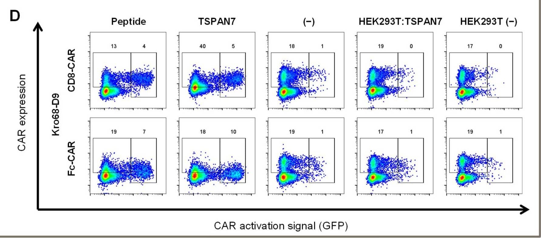 Kro68-D9 CAR can detect TSPAN7 protein and peptide but not surface-expressed TSPAN7 on cells. (A) 2nd generation CAR constructs used for cloning of scFvs. Short-hinge CAR shown left and long-hinge CAR right, respectively. (B) Schematic overview of used CAR construct—short- and long-hinge CAR, respectively. (C) TSPAN7 can be stained on the surface of transfected HEK293T cells. Anti-TSPAN7 antibody staining on untransfected (blue) and transfected cells (red). (D) CAR activation in murine hybridoma cells following stimulation by target. NFAT activation is reported by GFP and anti-Fab antibody was used for CAR staining. Activation patterns are shown for short-hinge (above) and long-hinge (below) CARs. CARs were tested with TSPAN7 peptide used for panning, TSPAN7 protein, medium (control), HEK293T transfected with human TSPAN7 and untransfected HEK293T (control). Image collected and cropped by CiteAb from the following open publication (//pubmed.ncbi.nlm.nih.gov/37296574), licensed under a CC-BY license. Not internally tested by R&D Systems.