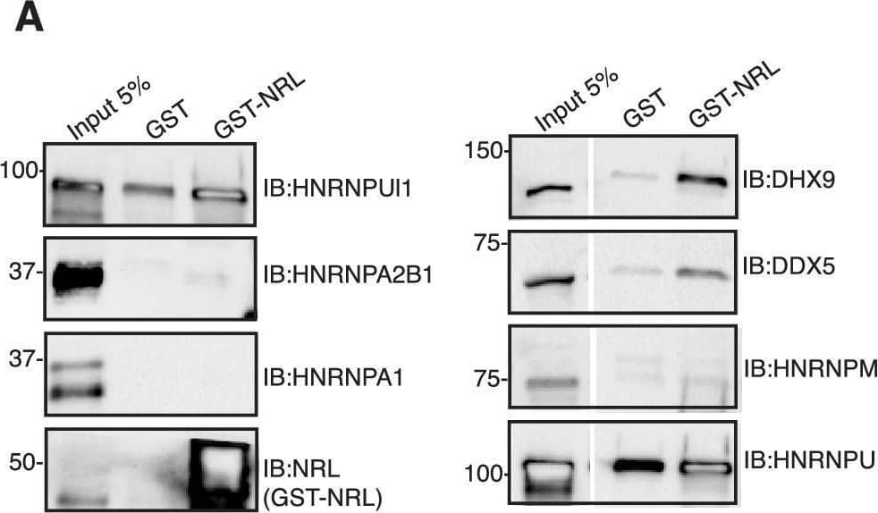 Western Blot NRL Antibody [Unconjugated]