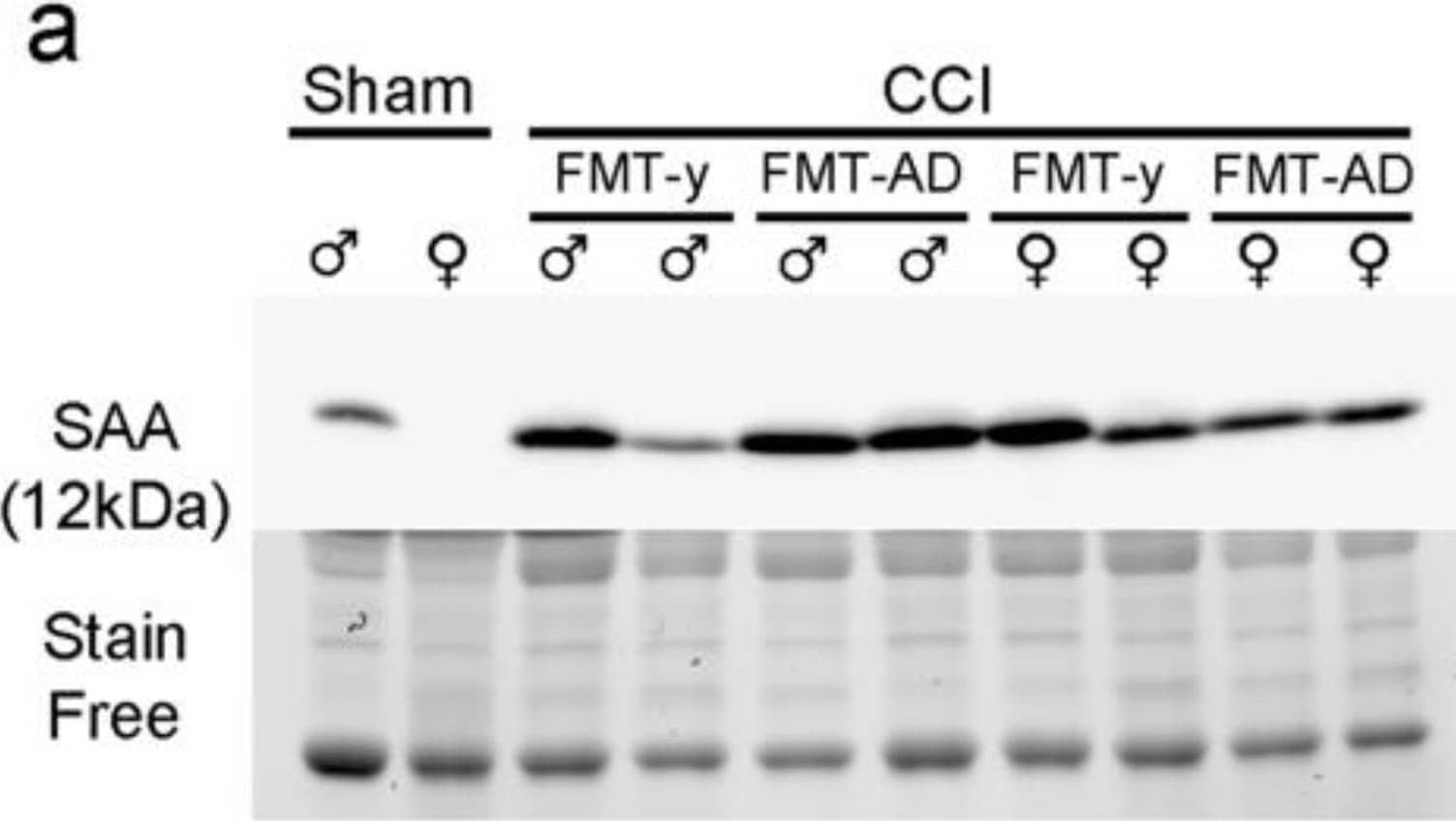 FMT-AD neither induced peripheral inflammation nor caused intestinal damage to recipient mice. (a) Western blot showing protein Serum Amyloid A (SAA) levels in the serum from FMT-AD and FMT-young (FMT-y) mice at 3 d post-TBI. (b) Quantification of the western blot shows a not statistically significant increase in SAA in the serum of males after FMT-AD compared to FMT-y. (c) Representative histology images from intestinal tissue do not show any abnormality between the FMT-y and FMT-AD groups in male or female mice. Left, Hematoxylin and eosin (H.E.) staining; right (×10 Objective), Alcian blue staining (×20 Objective). (d) Densiometric quantification of the Alcian blue positive area and counting the number of goblet cells per villus are not different between FMT-y and FMT-AD groups. Male and female data were combined, since two-way ANOVA showed no sex differences (Alcian blue area, p = 0.429; goblet cells, p = 0.471). Image collected and cropped by CiteAb from the following open publication (//pubmed.ncbi.nlm.nih.gov/35562867), licensed under a CC-BY license. Not internally tested by R&D Systems.