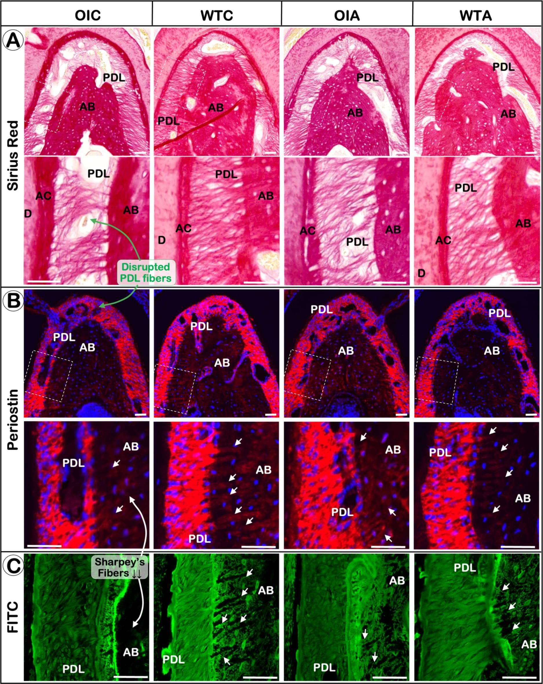 Oim−/− mice display a severe PDL phenotype which can be partially improved by alendronate treatment. Representative images of Sirius red staining (A), immunofluorescent staining of periostin (B) and FITC staining (C). Image collected and cropped by CiteAb from the following open publication (//pubmed.ncbi.nlm.nih.gov/39747677), licensed under a CC-BY license. Not internally tested by R&D Systems.