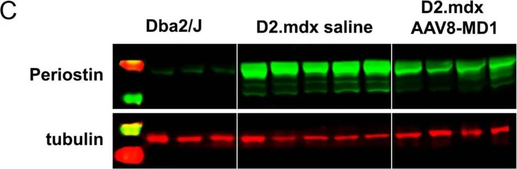 AAV8-MD1 delivery significantly reduces collagen VI and periostin expression in the diaphragm of D2.mdx mice. Male Dba2/J control and D2.mdx mice were treated with a single IV injection of either saline or AAV8-MD1 at 4 x 1012 vg/mouse at 6 weeks of age. (A) Representative images of collagen VI deposition in mouse diaphragms for each treatment group are shown as whole diaphragm sections (top row; scale bar: 500 µm) as well as a random close-up of each section (bottom row; scale bar: 100 µm). (B) Collagen VI-positive area within an entire diaphragm section was quantified and expressed as percentage of the total diaphragm section area. (C) Western blot analysis displaying periostin protein expression and (D) subsequent quantification of the level of periostin, normalized to  alpha -tubulin, n = 4–5. In (B,D), data shown as ± SEM, n = 4–5. Statistical analysis was performed by one-way ANOVA followed by Tukey’s multiple comparisons test: p < 0.0001 (****), p < 0.001 (***), p < 0.001 (**), ns: not significant. Image collected and cropped by CiteAb from the following open publication (//pubmed.ncbi.nlm.nih.gov/37175881), licensed under a CC-BY license. Not internally tested by R&D Systems.