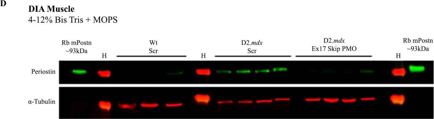 vivoPMO significantly reduced mPostn exon 17 expression and induced beneficial effect on muscles. RT-qPCR analysis of e17+ (A) and total (B) Postn mRNA expression represented as fold change compared to wild type (N = 4–6). (C) Full-length protein expression assessment using Western blot (D) analysis. (E) DIA hydroxyproline analysis (indicative of collagen level). (F) Forelimb grip strength was measured as the average of 5 discrete measurements of maximum force normalised to body weight. Outliers were identified via the ROUT method and omitted from the statistical analysis. The data were analysed by one-way ANOVA with Tukey post hoc tests and significance was recorded as * = p < 0.05; ** = p < 0.01; **** = p < 0.0001. Error bars = +/−SD; qPCR was performed in triplicate. Legend: ‘wt’ = Dba.2J wild type; ‘mdx’ = D2.mdx + Scramble vivoPMO; ‘mdx + pmo’ = D2.mdx + Postn exon 17 skipping vivoPMO. Image collected and cropped by CiteAb from the following open publication (//www.mdpi.com/1422-0067/25/11/6113), licensed under a CC-BY license. Not internally tested by R&D Systems.