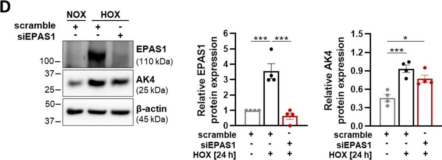 Hypoxia upregulates AK4 in an HIF-1 alpha -dependent manner. (A) Representative Western blot for HIF-1 alpha  and AK4 followed by densitometric quantification of relative expression in PASMCs treated with 50 µM DFO for 24 h, compared to untreated control; n = 4. (B) Representative Western blot for HIF-1 alpha  and AK4 and densitometric quantification of relative expression in PASMCs transfected with HIF-1 alpha  siRNA (siHIF-1 alpha ), followed by hypoxic (HOX, 1% O2) exposure for 24 h, compared to non-targeting siRNA as a control (scrambled siRNA = scramble) under NOX or HOX; n = 3. (C,E) Relative mRNA expression of AK4 in PASMCs transfected with siHIF-1 alpha  (C) or siEPAS1 (E), followed by hypoxic (HOX, 1% O2) exposure for 24 h, compared to control (scramble); n = 3–5. (D) Representative Western blot for EPAS1 (HIF-2 alpha ) and AK4 and densitometric quantification of relative expression in PASMCs transfected with EPAS1 siRNA (siEPAS1), followed by hypoxic (HOX, 1% O2) exposure for 24 h, compared to control (scramble) under NOX or HOX; n = 4. * p < 0.05, ** p < 0.01, *** p < 0.001, **** p< 0.0001, (A,C,E) unpaired Student’s t-test or (B,D) one-way ANOVA followed by Tukey multiple comparisons test. Image collected and cropped by CiteAb from the following open publication (//www.mdpi.com/1422-0067/22/19/10371), licensed under a CC-BY license. Not internally tested by R&D Systems.