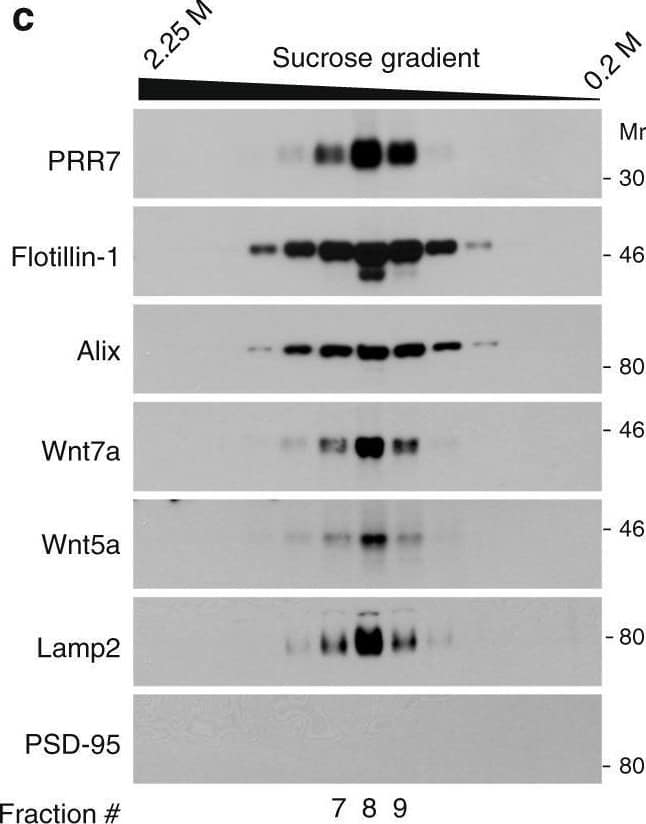 Exosomal localization & expression patterns of PRR7. c Sucrose density gradient centrifugation analyses of PRR7-containing exosomes. Image collected & cropped by CiteAb from the following open publication (//pubmed.ncbi.nlm.nih.gov/30143647), licensed under a CC-BY license. Not internally tested by R&D Systems.