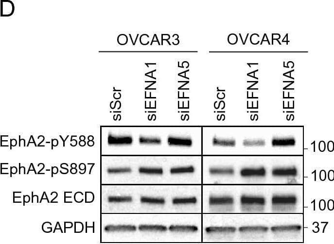 Western Blot EphA2 Antibody [Unconjugated]