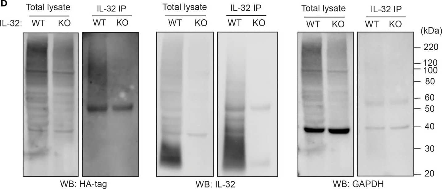Western Blot IL-32 Antibody