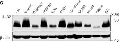 Western Blot IL-32 Antibody