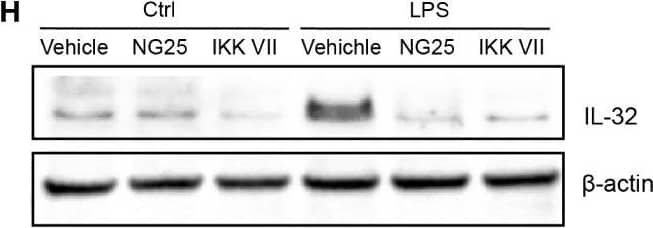 Western Blot IL-32 Antibody