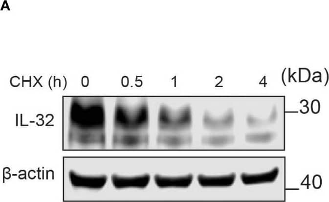 Western Blot IL-32 Antibody