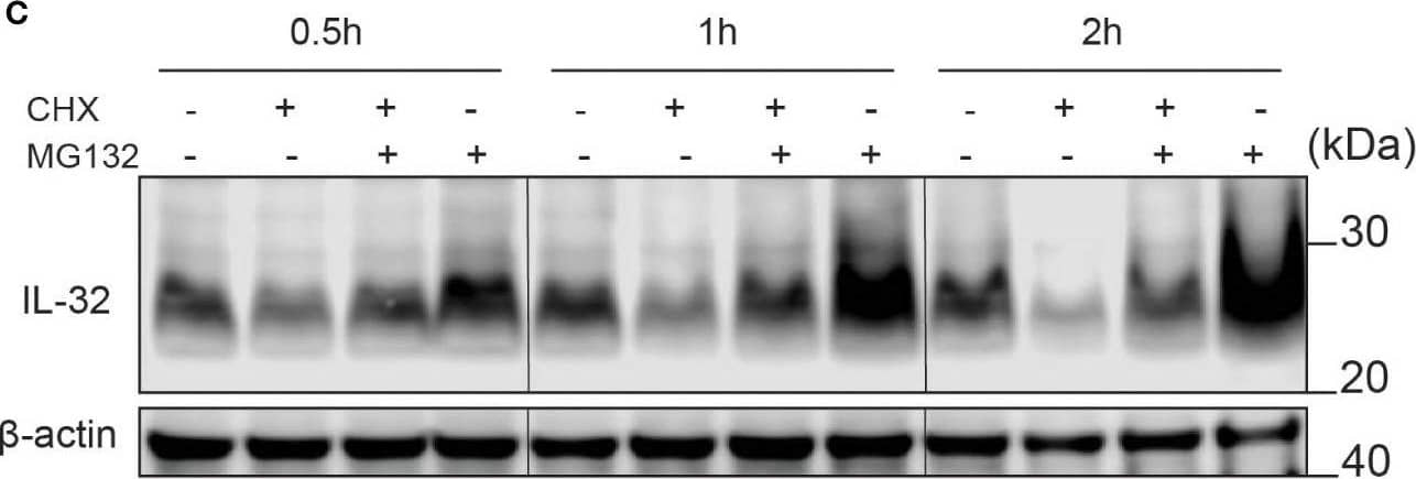 Western Blot IL-32 Antibody