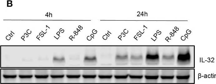 Western Blot IL-32 Antibody