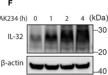 Western Blot IL-32 Antibody
