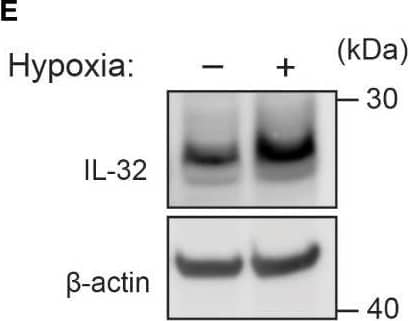 Western Blot IL-32 Antibody