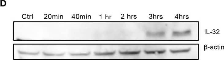Western Blot IL-32 Antibody