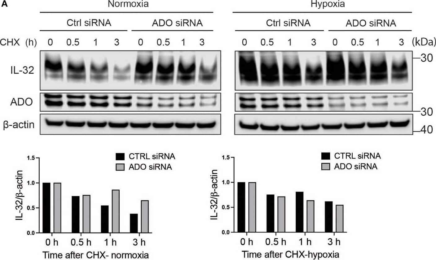 Western Blot IL-32 Antibody