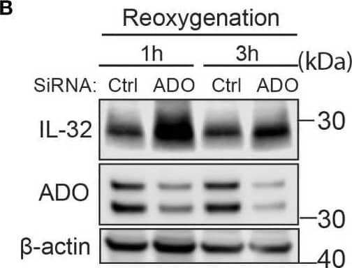Western Blot IL-32 Antibody