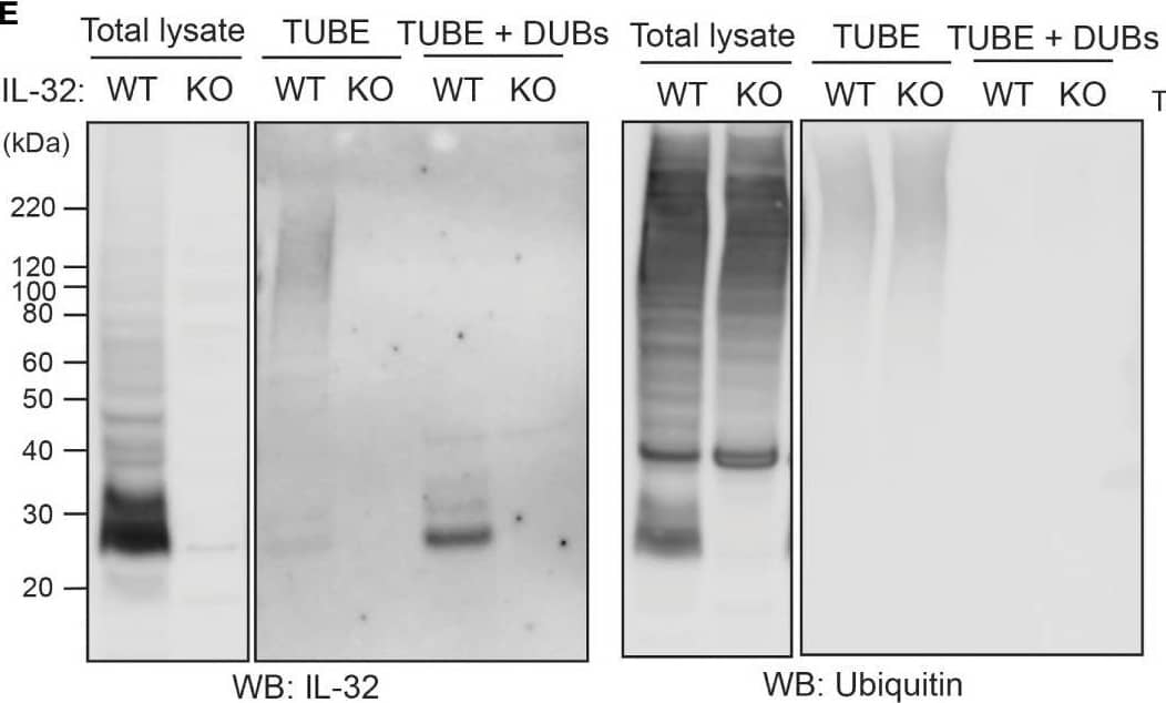 Western Blot IL-32 Antibody