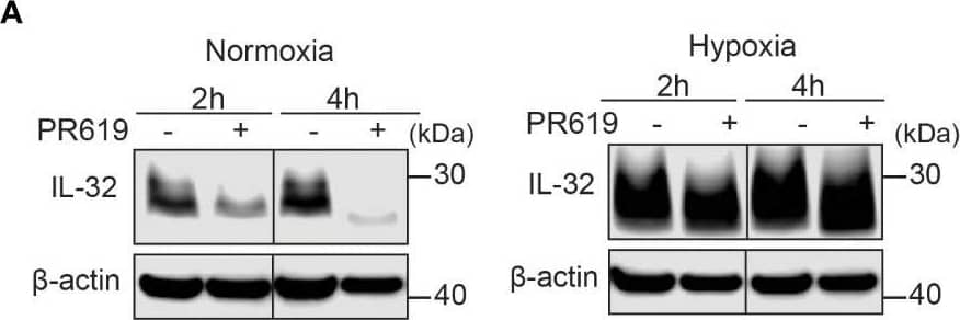 Western Blot IL-32 Antibody