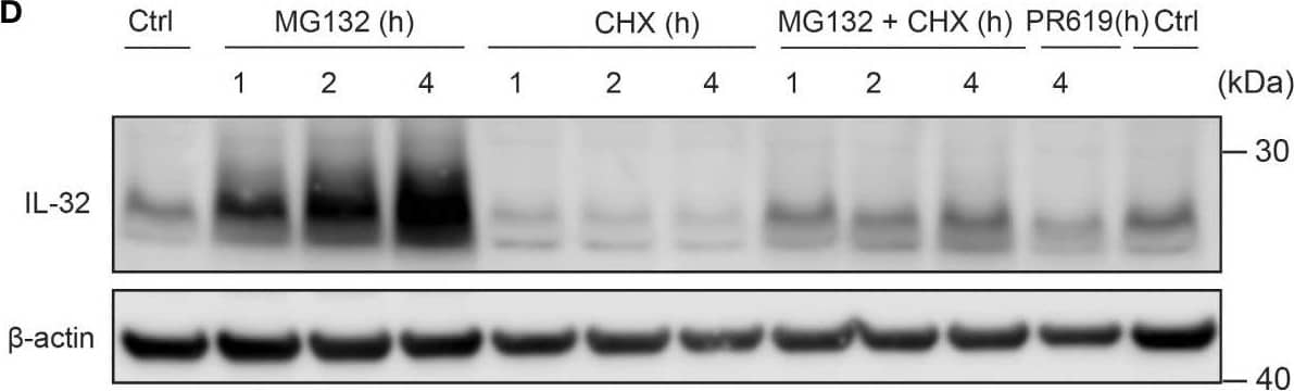 Western Blot IL-32 Antibody