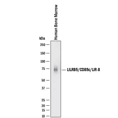 Western blot shows lysates of Human bone marrow. PVDF membrane was probed with 0.5 µg/mL of Goat Anti-Human LILRB5/CD85c/LIR-8 Antigen Affinity-purified Polyclonal Antibody (Catalog # AF3065) followed by HRP-conjugated Anti-Goat IgG Secondary Antibody (HAF017). A specific band was detected for LILRB5/CD85c/LIR-8 at approximately 64 kDa (as indicated). This experiment was conducted under reducing conditions and using Western Blot Buffer Group 1.