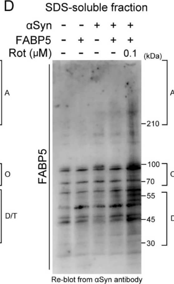 Effects of rotenone on  alpha Syn oligomerization and aggregation in FABP5/ alpha Syn-transfected Neuro-2A cells. (A–D) Representative images of immunoblots probed with antibodies against  alpha Syn and FABP5 under non-denaturing conditions of Triton-soluble and SDS-soluble fractions. Detection with anti-beta -tubulin antibody was used as a protein-loading control. (E–G) Quantitative analyses of protein contents of different molecular weights, which indicate protein complexes of dimer/trimers, oligomers, and aggregates. Results are presented as means ± SEM (n = 3 respective cell experiments). * p < 0.05, ** p < 0.01, vs. 0.1 μM rotenone-treated  alpha S/F5 cells. n.s., not statistically significant. D/T: dimers/trimers; O: oligomers; A: aggregates. bk besides blots indicate non-specific bands. Image collected and cropped by CiteAb from the following open publication (//pubmed.ncbi.nlm.nih.gov/33499263), licensed under a CC-BY license. Not internally tested by R&D Systems.