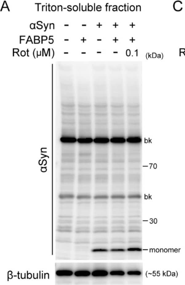 Effects of rotenone on  alpha Syn oligomerization and aggregation in FABP5/ alpha Syn-transfected Neuro-2A cells. (A–D) Representative images of immunoblots probed with antibodies against  alpha Syn and FABP5 under non-denaturing conditions of Triton-soluble and SDS-soluble fractions. Detection with anti-beta -tubulin antibody was used as a protein-loading control. (E–G) Quantitative analyses of protein contents of different molecular weights, which indicate protein complexes of dimer/trimers, oligomers, and aggregates. Results are presented as means ± SEM (n = 3 respective cell experiments). * p < 0.05, ** p < 0.01, vs. 0.1 μM rotenone-treated  alpha S/F5 cells. n.s., not statistically significant. D/T: dimers/trimers; O: oligomers; A: aggregates. bk besides blots indicate non-specific bands. Image collected and cropped by CiteAb from the following open publication (//pubmed.ncbi.nlm.nih.gov/33499263), licensed under a CC-BY license. Not internally tested by R&D Systems.
