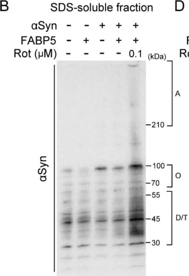 Effects of rotenone on  alpha Syn oligomerization and aggregation in FABP5/ alpha Syn-transfected Neuro-2A cells. (A–D) Representative images of immunoblots probed with antibodies against  alpha Syn and FABP5 under non-denaturing conditions of Triton-soluble and SDS-soluble fractions. Detection with anti-beta -tubulin antibody was used as a protein-loading control. (E–G) Quantitative analyses of protein contents of different molecular weights, which indicate protein complexes of dimer/trimers, oligomers, and aggregates. Results are presented as means ± SEM (n = 3 respective cell experiments). * p < 0.05, ** p < 0.01, vs. 0.1 μM rotenone-treated  alpha S/F5 cells. n.s., not statistically significant. D/T: dimers/trimers; O: oligomers; A: aggregates. bk besides blots indicate non-specific bands. Image collected and cropped by CiteAb from the following open publication (//pubmed.ncbi.nlm.nih.gov/33499263), licensed under a CC-BY license. Not internally tested by R&D Systems.