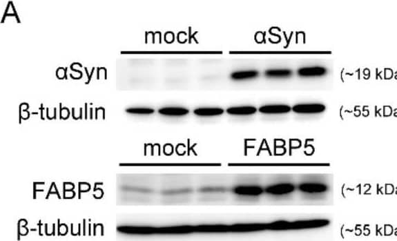 Rotenone induced neurotoxicity, especially with co-overexpression of FABP5 and  alpha -Synuclein. (A) Representative images of immunoblots probed with antibodies against  alpha Syn (~19 kDa) and FABP5 (~12 kDa). Blots with anti-beta -tubulin antibody showed that a similar amount of protein was loaded. (B,C) Viability of Neuro-2A cells treated with indicated concentrations of rotenone for 48 h was assessed using CCK-8 assays. The transfection conditions were pcDNA 3.1-transfected cells (mock) and FABP5-transfected cells in (B);  alpha Syn-transfected cells and  alpha Syn/FABP5-transfected cells ( alpha S/F5) in (C). Results are presented as means ± SEM (n = 4 parallel cell experiments). * p < 0.05, ** p < 0.01, vs. 0 μM rotenone groups; ## p < 0.01 vs.  alpha Syn-transfected cells. CCK-8: cell counting kit-8. Image collected and cropped by CiteAb from the following open publication (//pubmed.ncbi.nlm.nih.gov/33499263), licensed under a CC-BY license. Not internally tested by R&D Systems.