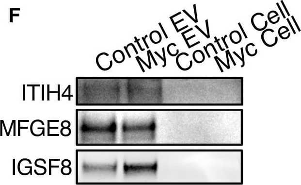 WGA-HRP identifies a number of EV-specific markers that are present regardless of oncogene status.(A) Matrix depicting samples analyzed during LFQ comparison–Control and Myc cells, as well as Control and Myc EVs. (B) Principle component analysis (PCA) of all four groups analyzed by LFQ. Component 1 (50.4%) and component 2 (15.8%) are graphed. (C) Functional annotation was performed for each gene cluster using DAVID Bioinformatics Resource 6.8 and the highest ranking annotation features for the EV-specific gene cluster are shown. (D) Heatmap of the 50 most upregulated proteins in either RWPE-1 cells or EVs. Proteins are listed in decreasing order of expression with the most highly expressed proteins in EVs on the far left and the most highly expressed proteins in cells on the far right. Averages from all four replicates of each sample type are graphed. Scale indicates intensity, defined as (LFQ Area−Mean LFQ Area)/Standard Deviation. Extracellular proteins with annotated transmembrane domains are bolded and annotated secreted proteins are italicized. (E) Table indicating fold-change of most differentially regulated proteins by LC-MS/MS for RWPE-1 EVs compared to parent cells. (F) Western blot showing the EV-specific marker ITIH4, IGSF8, and MFGE8. Mass spectrometry data is based on two biological and two technical replicates (N=4). Due to limited sample yield, one replicate was performed for the EV western blot. EV, extracellular vesicle; LFQ, label-free quantification.Figure 5—source data 1.Uncropped western blots.Figure 5—source data 2.Mass spectrometry analysis results table.Figure 5—source data 3.List of proteins comparing enriched targets (>2-fold) in Control EVs versus Control cells and Myc EVs versus Myc cells.Uncropped western blots.Mass spectrometry analysis results table.List of proteins comparing enriched targets (>2-fold) in Control EVs versus Control cells and Myc EVs versus Myc cells.Heatmap comparison of biological and technical replicates of RWPE-1 Control/Myc cells and EVs.Biological and technical replicates cluster together based on both oncogene status and compartment for EV or cell surface. Proteins with no area values were assigned an imputed value using Perseus. Heatmap clustering is based off of the Pearson correlation between all replicates on both columns and rows. Heatmap was produced using Morpheus, //software.broadinstitute.org/morpheus. The first number following the sample name denotes the biological replicated and second number denotes the technical replicate. Image collected and cropped by CiteAb from the following publication (//pubmed.ncbi.nlm.nih.gov/35257663), licensed under a CC-BY license. Not internally tested by R&D Systems.