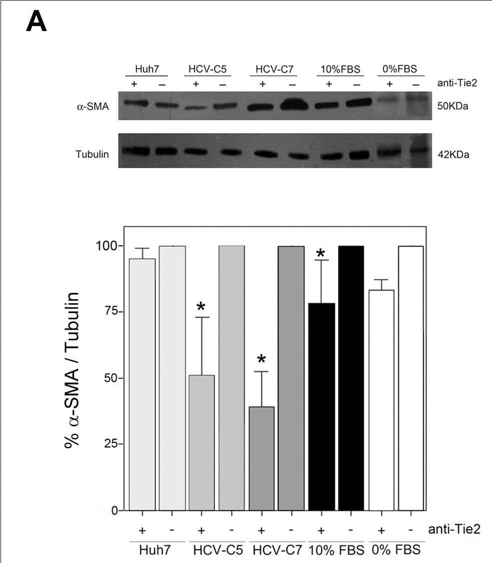 The activation and invasive potential of HSC are prevented by a Tie2 neutralizing antibody or by the inhibition of Akt/PI3k and MAPK signaling pathways.(A)  alpha -SMA expression was assessed by western blotting (1A4, 1∶1000) in 20 µL of Laemmli lysates from HSC exposed during 24 h to different culture conditions (hepatic-derived CM, 0% FBS DMEM or 10% FBS DMEM) in presence (+) or absence (-) anti-Tie2 blocking antibody (AF313, 8 µg/ml). Quantitative analysis of  alpha -SMA/tubulin bands in presence of neutralizing antibody is displayed in the graph as percentage of expression observed without anti-Tie2 (100%) for each experimental condition. Bars show mean +SD of 3 independent experiments. *p<0.05. Image collected and cropped by CiteAb from the following open publication (//pubmed.ncbi.nlm.nih.gov/25302785), licensed under a CC-BY license. Not internally tested by R&D Systems.