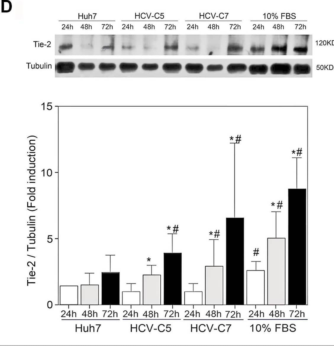 Activation of HSC increases Tie2 expression. (D) HSC conditioned during different times with media from hepatic cells (Huh7 or HCV replicons) or 10% FBS DMEM. HSC, plated at same density in 0% FBS DMEM 24 h before, were exposed during 24, 48 or 72 h to 10% FBS DMEM or CM from hepatic cell lines and the expression of Tie2 (AF313, 1∶200), normalized with tubulin (DM1A, 1∶5000), was analyzed. Graph shows quantitative densitometric analysis of western blot bands (mean +SD of 3 independent experiments). #p<0.05: statistic differences versus Huh7 at same times; *p<0.05, same CM versus 24 h. Image collected and cropped by CiteAb from the following open publication (//pubmed.ncbi.nlm.nih.gov/25302785), licensed under a CC-BY license. Not internally tested by R&D Systems.