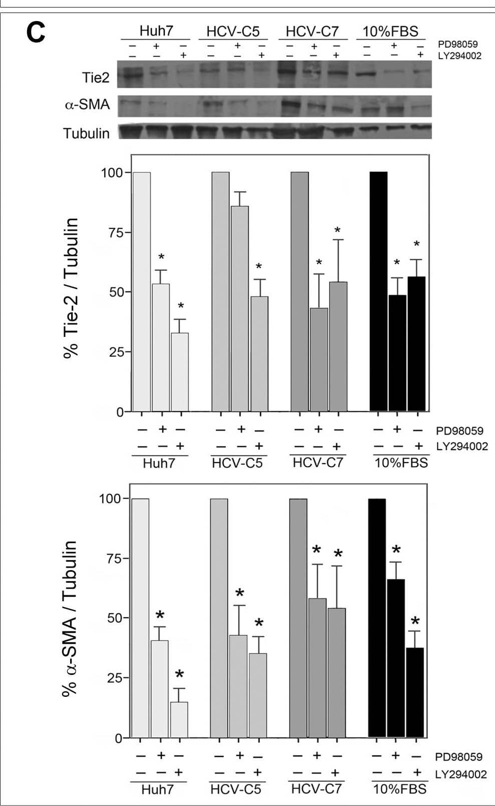 The activation and invasive potential of HSC are prevented by a Tie2 neutralizing antibody or by the inhibition of Akt/PI3k and MAPK signaling pathways. (C) The influence of different CM in presence or absence of LY294002 and PD98059 at 25 µmol/ml each (Akt/PI3k and MAPK inhibitors, respectively) on the expression of Tie2 (AF313, 1∶200) and  alpha -SMA (1A4, 1∶1000) by HSC is illustrated. Respective western blots were analyzed in relation to tubulin to normalize total protein loading and the expression in presence of inhibitors was displayed as percentage of the expression without the respective compound (100%) in the same experimental conditions. Data from 3 experiments in duplicate are shown. *p<0.05. (D) Invasive potential of HSC (5×104 cells/100 µL) under the influence of LY294002 and PD98059 (25 µmol/ml both) at different experimental conditions (hepatic-derived CM, 0% FBS DMEM or 10% FBS DMEM) is shown by fluorescence images (400x). Graph depicts the mean +SD of average migrating HSC/field (5 microscope fields) per experiment (3 independent) of denoted HSC culture conditions. *p<0.05: statistical difference of presence versus absence of inhibitors. Image collected and cropped by CiteAb from the following open publication (//pubmed.ncbi.nlm.nih.gov/25302785), licensed under a CC-BY license. Not internally tested by R&D Systems.