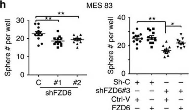 miR-20b and miR-125b augment Wnt signalling through targeting FZD6. (h) sphere formation of MES 83 expressing control shRNA or shRNAs of FZD6, with or without re-expression of FZD6, or a control (right). Image collected and cropped by CiteAb from the following open publication (//pubmed.ncbi.nlm.nih.gov/27698350), licensed under a CC-BY license. Not internally tested by R&D Systems.