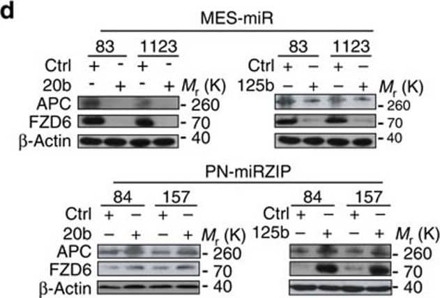 miR-20b and miR-125b augment Wnt signalling through targeting FZD6. (d) IB for FZD6 and APC in miR-transduced MES 83 and 1123, or miRZIP-transduced PN 157 and 84. Image collected and cropped by CiteAb from the following open publication (//pubmed.ncbi.nlm.nih.gov/27698350), licensed under a CC-BY license. Not internally tested by R&D Systems.