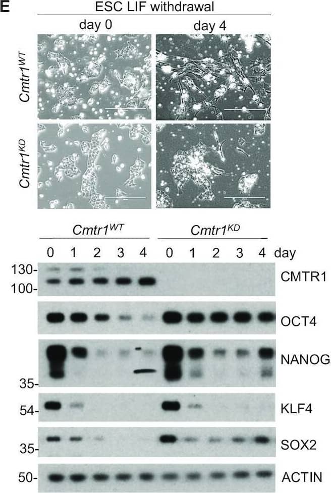 CMTR1 is required for histone and ribosomal protein gene expression during differentiation. (A) Cmtr1WT,Cmtr1KD and Cmtr1KD/HA-CMTR1 ESCs were cultured in 35S cysteine/methionine for 30 min and incorporation into cellular proteins was determined (N = 3). Average and standard deviation is presented. Student’s T test; ‘*’ indicates P-value < 0.05 relative to control. (B,C) Western blot analysis of ESC cultured in (B) LIF and (C) without LIF for 2 days following CMTR1 siRNA transfection; N = 3. (D) Cmtr1WT and Cmtr1KD ESC were cultured in and without LIF for the days indicated. Cell number was counted; N = 3. Average and standard deviation presented. Student’s T test; ‘*’ indicates P-value < 0.05 relative to control timepoint. (E) Cmtr1WT and Cmtr1KDESC were induced to differentiate (E) by LIF withdrawal, (F) towards a neural fate. Phase contrast images and representative western blot analysis. (G) The ESC lines indicated were cultured without LIF for 6 days, then stained with alkaline phosphatase. Resultant colonies were scored as alkaline phosphatase (AP) negative (-), positive (+) or mixed; N = 4. Average and standard deviation presented. Student’s T test performed on data from AP- colonies; ‘*’ indicates P-value < 0.05 relative to control timepoint. Image collected and cropped by CiteAb from the following open publication (//pubmed.ncbi.nlm.nih.gov/35212377), licensed under a CC-BY license. Not internally tested by R&D Systems.