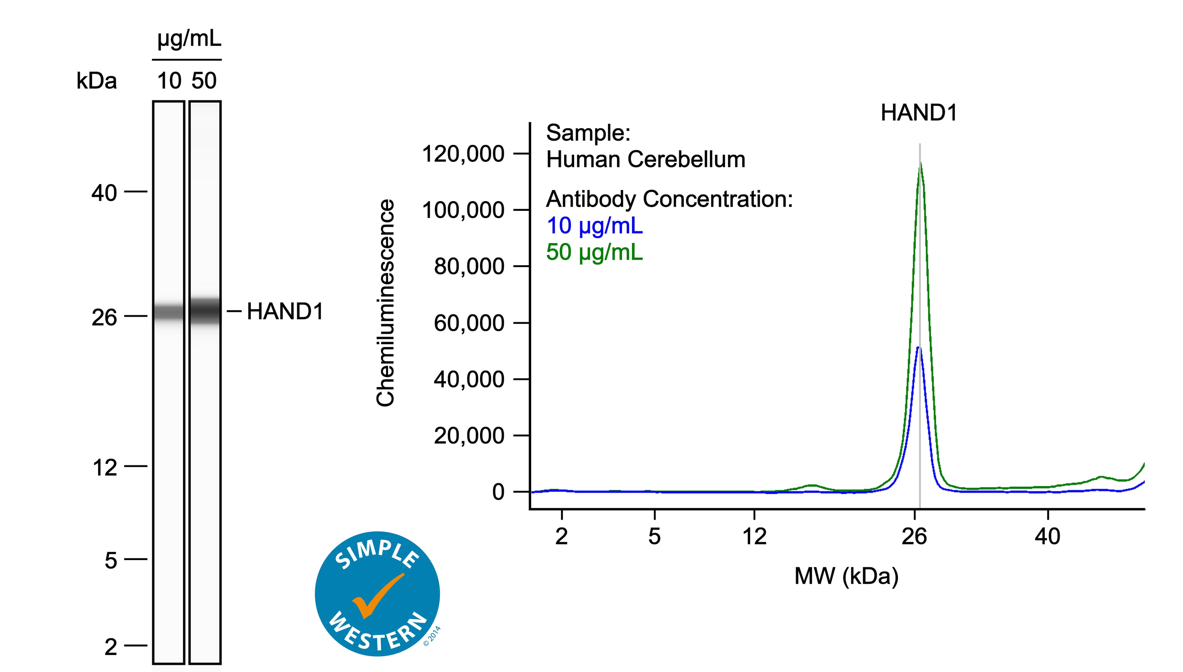 Simple Western HAND1 Antibody [Unconjugated]