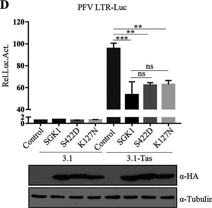 SGK1 inhibits the transactivation function of Tas in a kinase-independent manner. (A to C) HEK293T cells (2 × 105) were co-transfected with pcPFV (0.5 μg) and empty vector, S422D, SGK1, or K127N (0.5 μg). At 48 h posttransfection, 600 μL of the supernatants (A) or 1/20 transfected cells (B) were incubated with PFVL cells (1 × 105), the luciferase activity was measured 48 h later. (C) The rest of transfected cells were lysed for Western blotting. (D, E) HEK293T cells (2 × 105) were transfected with LTR-Luc (0.025 μg) (D) or IP-Luc (0.01 μg) (E), combined with 3.1-Tas (0.1 μg) and empty vector or SGK1, SGK1-S422D, and SGK1-K127N (0.3 μg). At the same time, pCMV-beta -gal (0.025 μg) was transfected to normalize the transfection efficiency. At 48 h posttransfection, luciferase activities were measured and corrected by  beta -gal catalytic activities. Remaining cell lysates were used for Western blotting. Data are expressed as the means ± standard deviations. Data are representative of three independent experiments. One-way ANOVA was used to perform the statistical test. *, P  0.05. Image collected and cropped by CiteAb from the following open publication (//pubmed.ncbi.nlm.nih.gov/35438526), licensed under a CC-BY license. Not internally tested by R&D Systems.