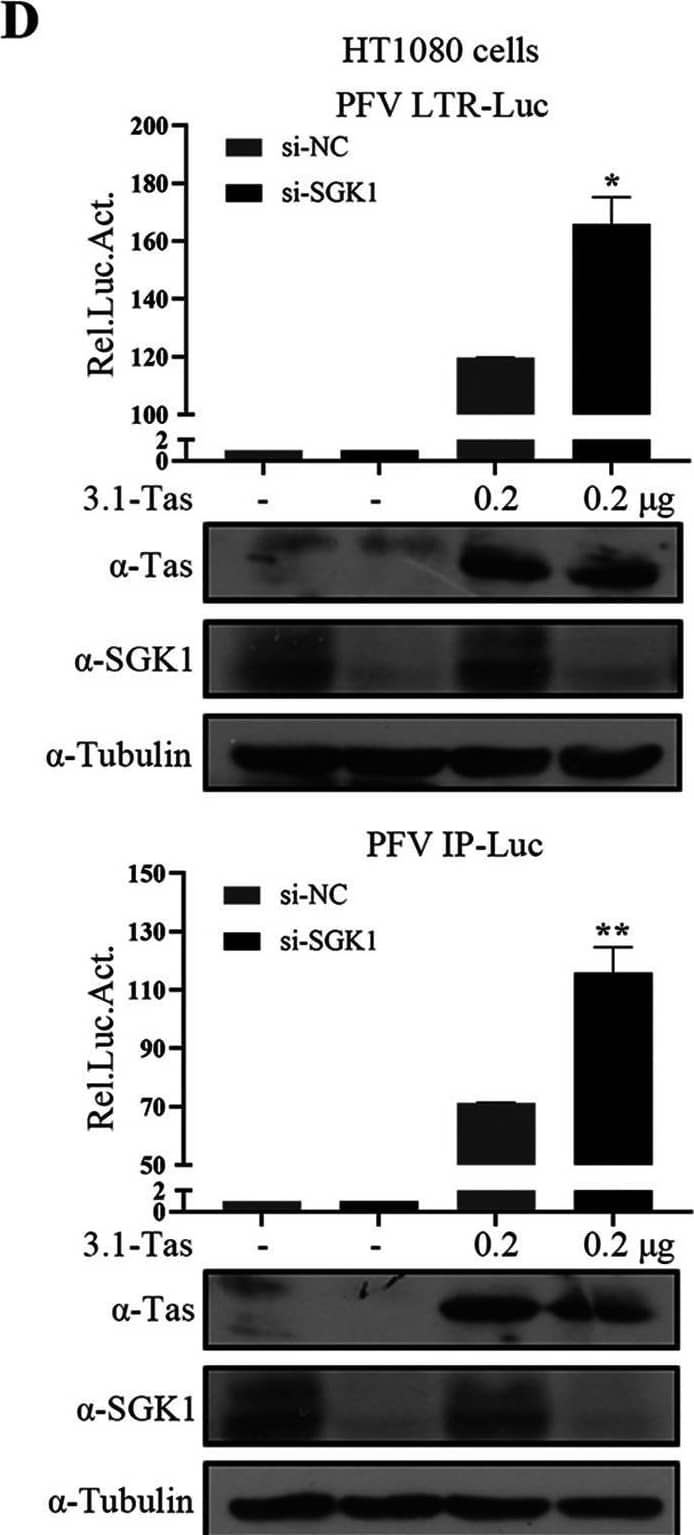 Western Blot SGK1 Antibody [Unconjugated]