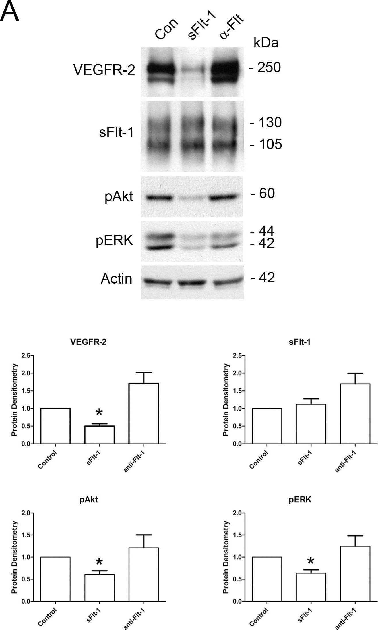 sFlt-1 directly attenuates VEGFR-2 expression and downstream signalling in placental villous explants.A: Representative VEGFR-2, sFlt-1, pAkt and pERK immunoblots of first trimester placental villous explants treated with sFlt-1 or a blocking antibody to sFlt-1. Densitometry analyses comparing normalized VEGFR-2, sFlt-1, pAkt and pERK in treated samples (Con, control; sFlt-1, sFlt-1 protein;  alpha -Flt, Flt-1 neutralizing antibody; n = 3, *P<0.05). All values are represented as the means±SEM. B: Representative VEGFR-2 immunoblot of first trimester placental villous explants treated with VEGF. Densitometry analyses comparing normalized VEGFR-2 between control and VEGF-treated samples (Con, control; VEGF, VEGF-treated; n = 3, *P<0.05). All values are represented as the means±SEM. Image collected and cropped by CiteAb from the following open publication (//pubmed.ncbi.nlm.nih.gov/24260556), licensed under a CC-BY license. Not internally tested by R&D Systems.