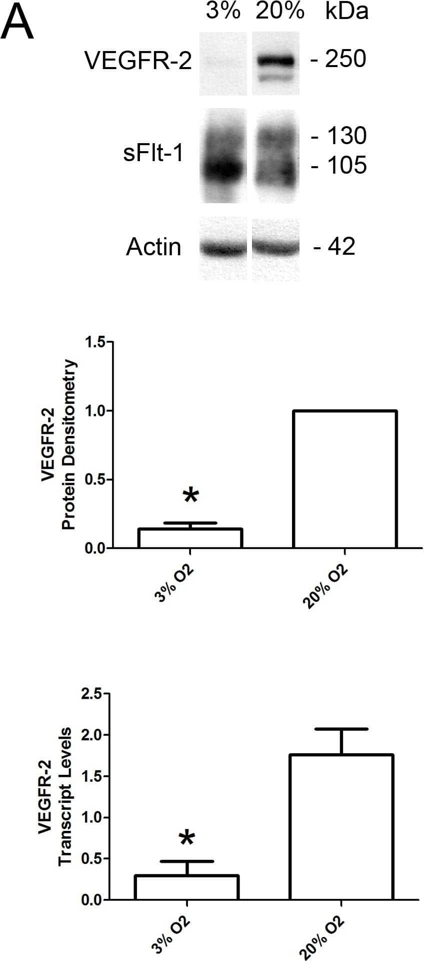 Decreased levels of VEGFR-2 in hypoxia and in early first trimester placentae.A: Representative VEGFR-2 and sFlt-1 immunoblots of placental villous explants cultured at 3% and 20% O2. Densitometry analysis comparing normalized VEGFR-2 immunoreactivity between explants cultured at 3% (n = 7) and 20% O2 (n = 7). VEGFR-2 transcript levels were assessed by qPCR analysis comparing 3% (n = 4) and 20% O2 (n = 4) samples. B: Representative VEGFR-2 immunoblots of early (EFT) and late (LFT) first trimester placentae. Densitometry analysis comparing normalized VEGFR-2 immunoreactivity between samples were not significantly different. Transcript levels were assessed by qPCR analysis comparing VEGFR-2 levels in EFT and LFT placentae. (EFT, n = 12; LFT, n = 14; *P<0.05). All values are represented as the means±SEM. Image collected and cropped by CiteAb from the following open publication (//pubmed.ncbi.nlm.nih.gov/24260556), licensed under a CC-BY license. Not internally tested by R&D Systems.