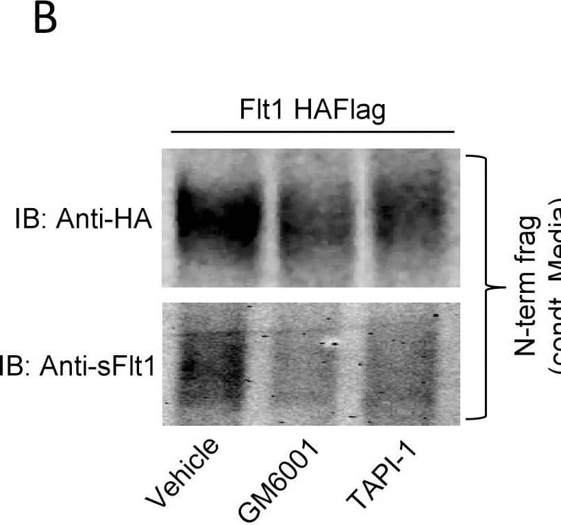 Effect of the metalloprotease inhibitors, GM6001 and TAPI-1 on Flt1 N-terminal cleavage. Panel A: HUVECs were incubated with GM6001 (10 µg/ml) and PMA (30 nM) for the indicated times. GM6001 significantly reduces the PMA-induced soluble Flt1 levels measured by ELISA in conditioned media (CM). **p<0.001 and *p<0.05, n = 3. Panel B and C: HEK293 cells transiently expressing HA and Flag-tagged Flt1 were treated with metalloproteases inhibitors, GM6001 (10 µg/ml) and TAPI-1 (20 µM) and conditioned media was immunoblotted with HA, the epitope tag at the N-terminal end of Flt1 or with AF321, an antibody that recognizes the N-terninus of Flt1 and/or sFlt1. Both GM6001 and TAPI-1 significantly reduces the abundance of the cleaved N-terminal fragment. Representative immunoblot in B and pooled data quantified by densitometry shown in C. **p<0.001 by Kruskal Wallis ANOVAR, Mean ± SE, n = 3–7. Image collected and cropped by CiteAb from the following open publication (//pubmed.ncbi.nlm.nih.gov/25387128), licensed under a CC0-1.0 license. Not internally tested by R&D Systems.