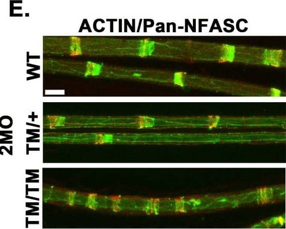 Immunohistochemistry Neurofascin Antibody